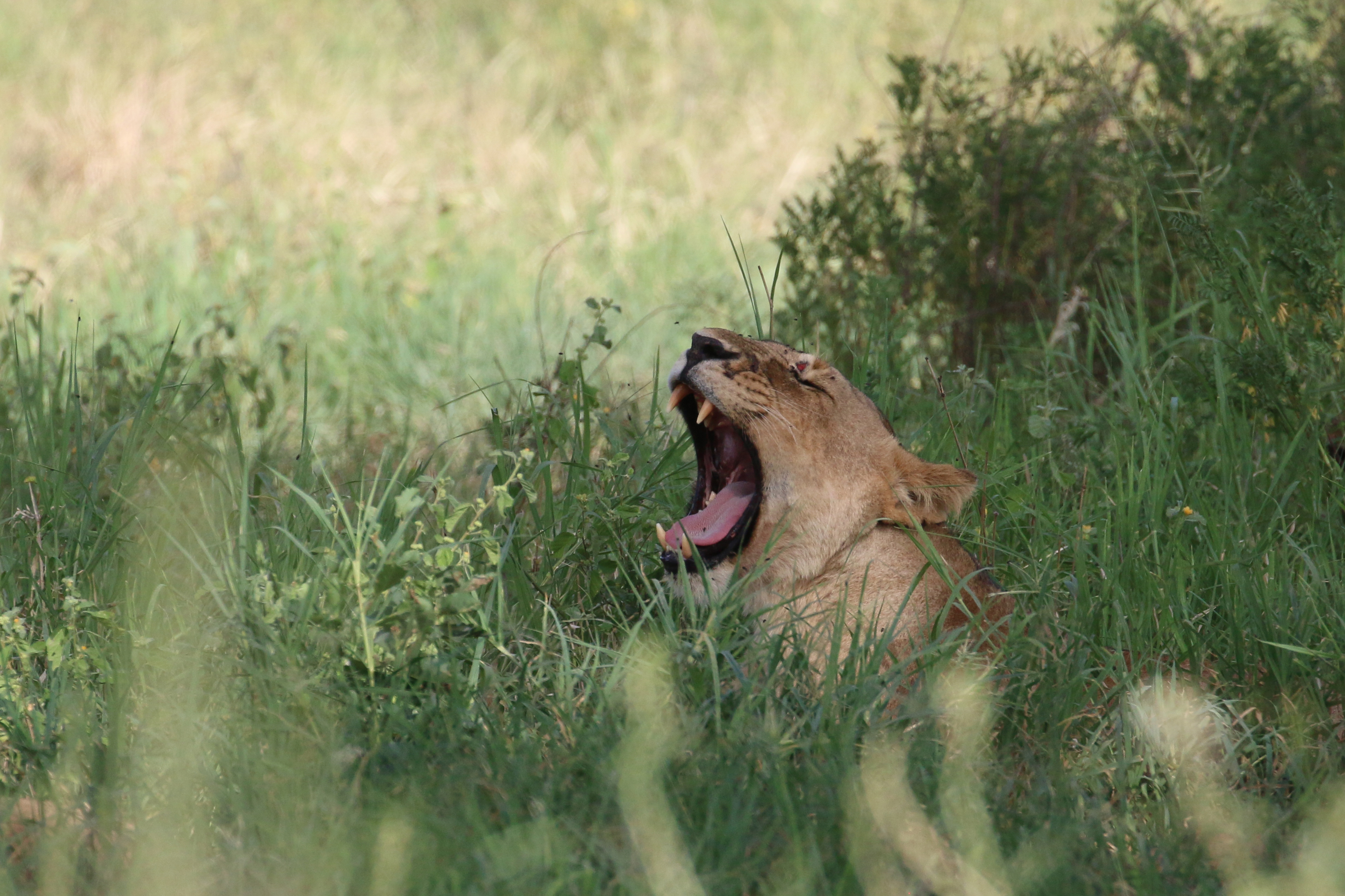 BSAK In Tanzania